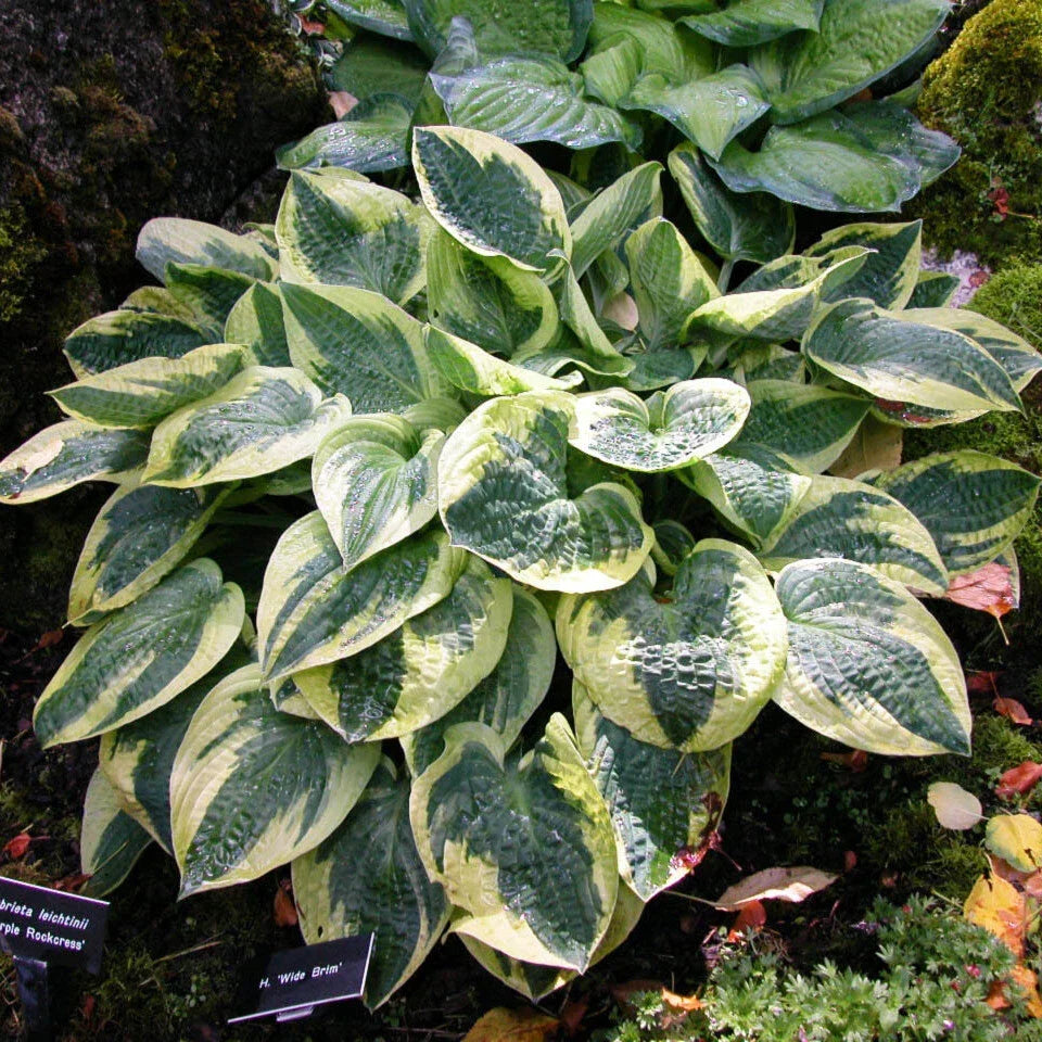 Hosta Plant 2.5" Pot Wide Brim Perennial Disease-Free Live Plant Hosta sieboldiana 'Wide Brim' for Shade Garden Decor