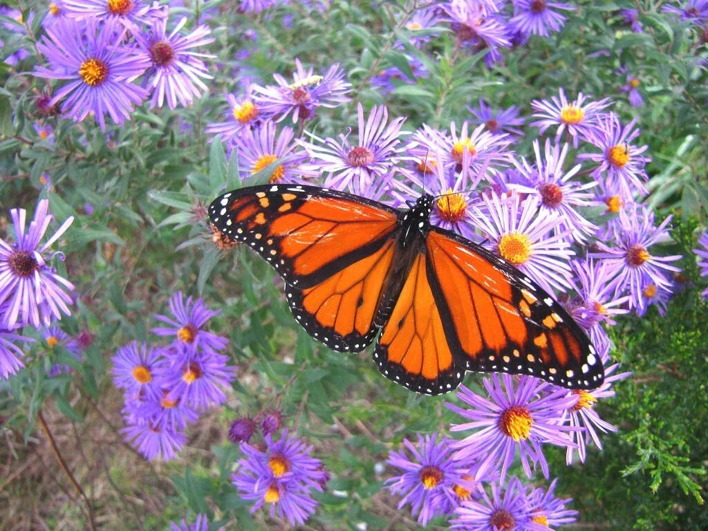 New England Aster Seeds - 201+ Seeds - Perennial Wildflower - Aster novae-angliae - Summer/Fall Blooms - Easy to Grow
