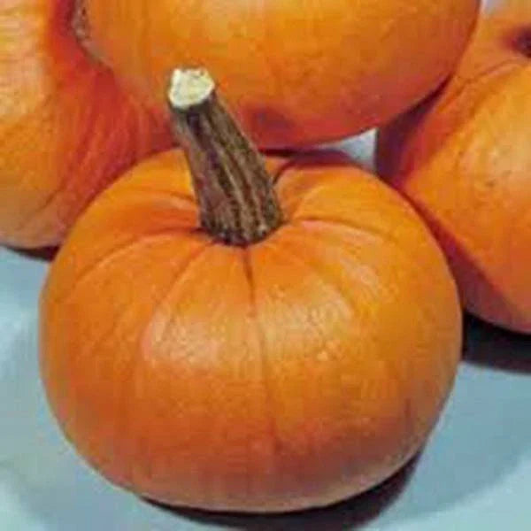 Pumpkin Seeds 500 Count Small Sugar Heirloom Non-GMO Cucurbita pepo for Baking & Decorating