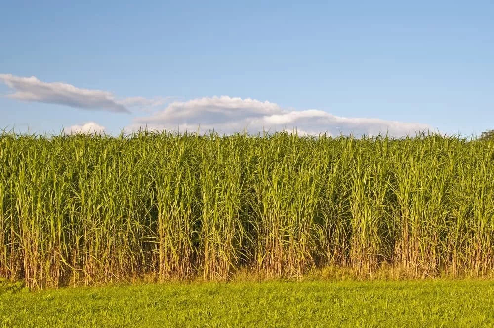 Switchgrass Seeds - Fast Growing Prairie Grass for Erosion Control & Biofuel - Panicum virgatum - Hardy & Drought-Resistant