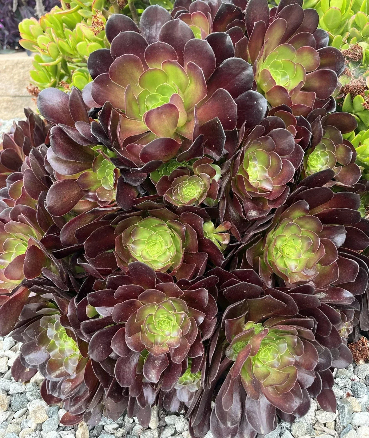 5 Cuttings Black Rose Succulent | Aeonium Arboreum Zwartkop | No Roots, No Soil | Indoor/Outdoor Cactus Decor