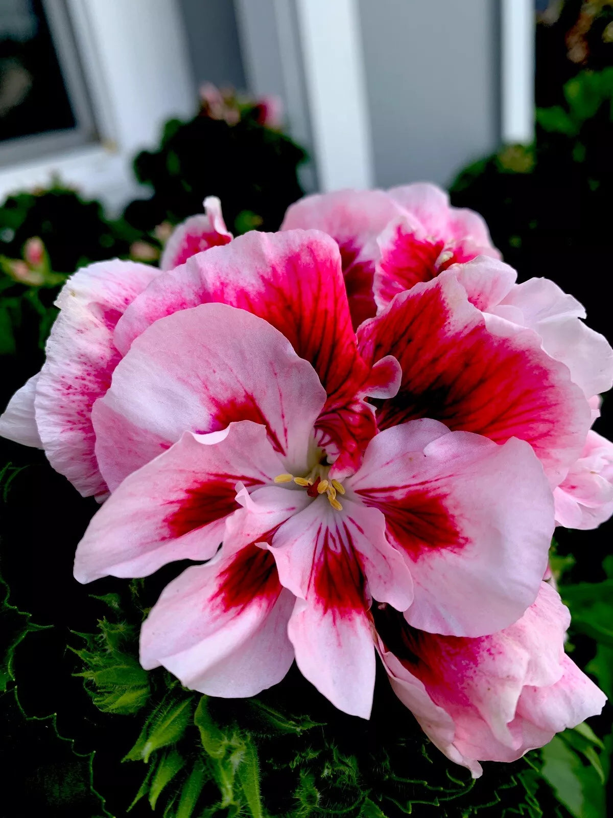 Geranium Live Plant Cuttings Set of 3 - White & Maroon Center Perennial (Pelargonium spp.) - Easy Care Garden Plants