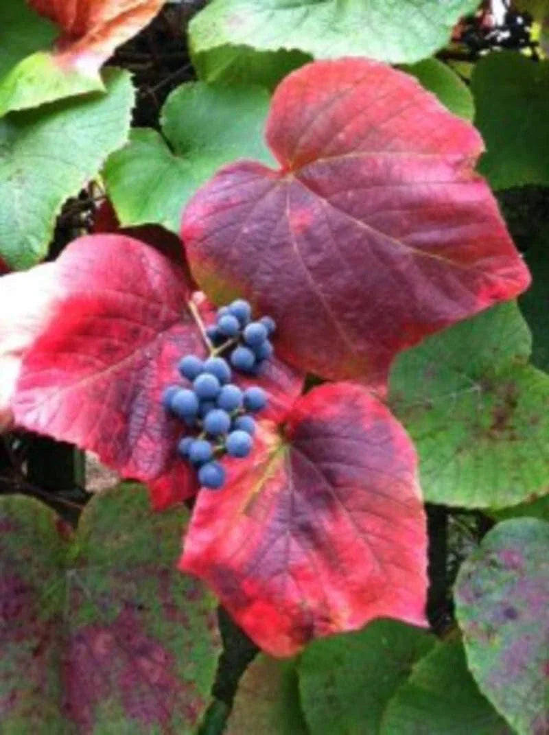 Vine Seeds for Planting - Climbing Wall/Fence Variety - Vitis vinifera - 100 Seeds for Landscaping and Vertical Gardening