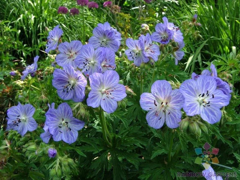 Mrs. Kendal Clark Geranium Seeds - 25+ Pack - Pelargonium x hortorum - Vibrant Blooms for Garden Planting - USA