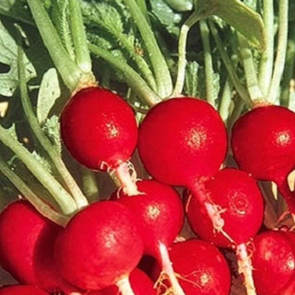 Champion Radish Seeds - NON-GMO Heirloom - Fast-Growing Crunchy Red Raphanus sativus - 200 Seeds for Home Gardening