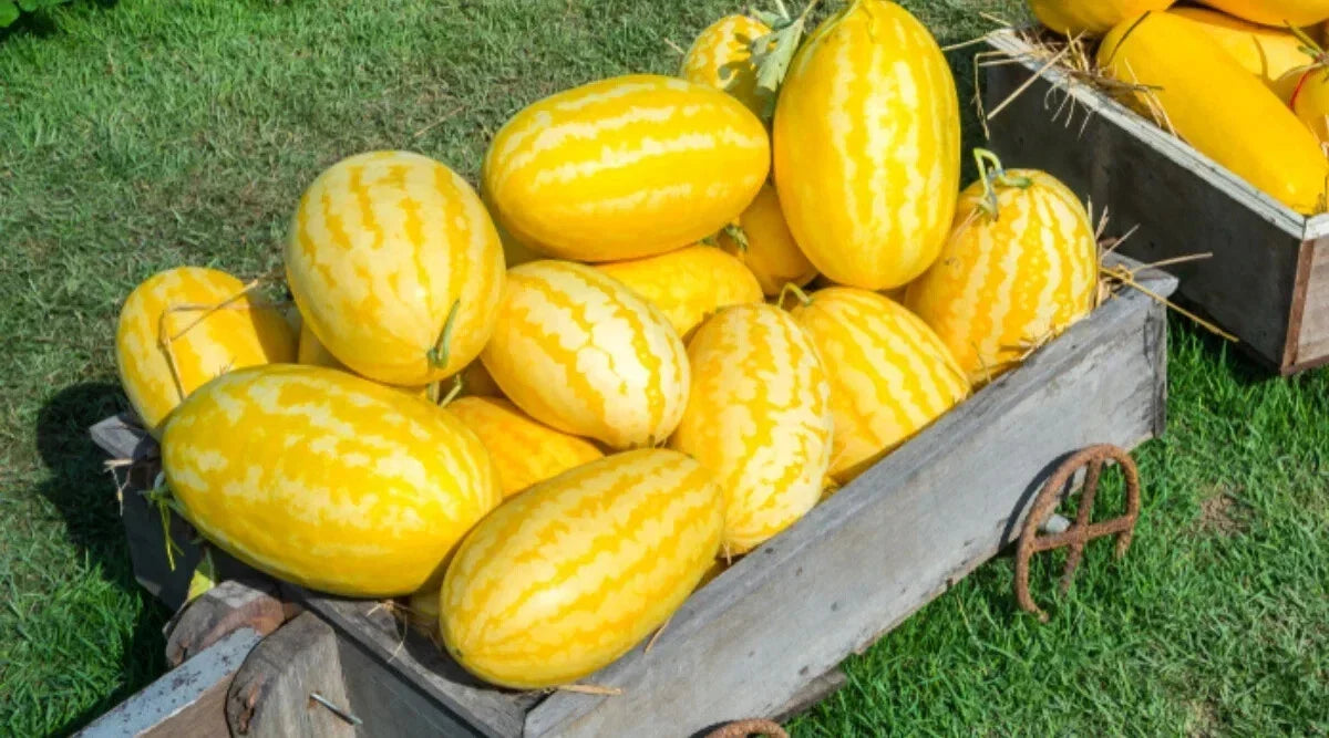 Gold In Gold Hybrid Watermelon Seeds - 50+ Pack for Planting - Citrullus lanatus - Non-GMO, USA Grown