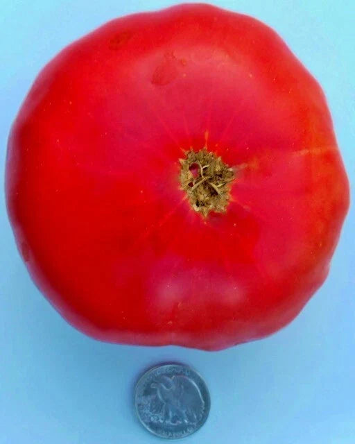 Mortgage Lifter Tomato Seeds - 25 Fresh Heirloom Seeds - Solanum lycopersicum - Halladay's Variety for Home Gardens
