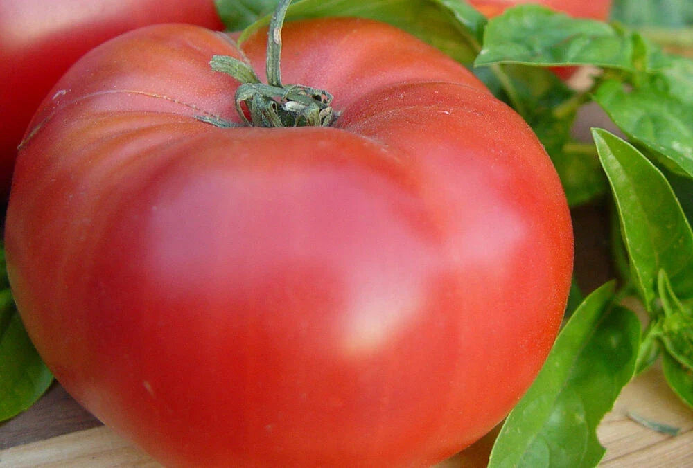 Brandywine Red Tomato Seeds - Heirloom Variety - Solanum lycopersicum - 25 Seeds for Home Gardening