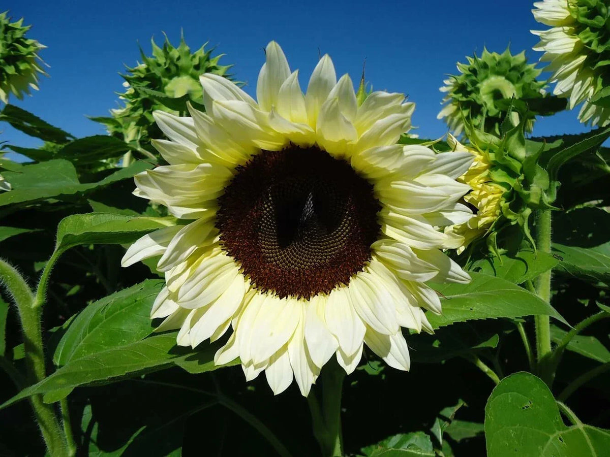 Sunflower Seeds - Pro Cut White Nite - Helianthus annuus - Elegant White Petals for Garden & Cut Flowers - 50 Seeds