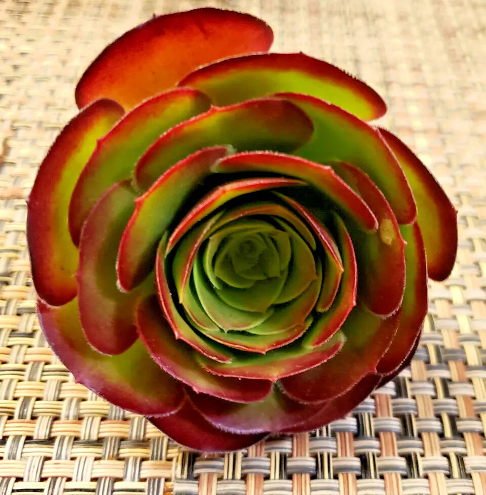 Medium Aeonium 'Velour' Unrooted Cuttings - Burgundy Succulent - Aeonium arboreum var. atropurpureum - 3" Diameter