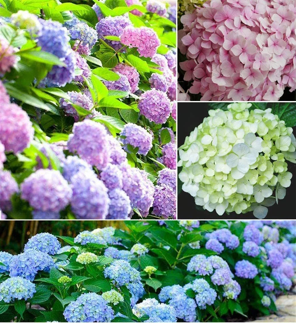 Hydrangea Seeds - Mixed Color (30+ Seeds) - Easy to Grow, Large Blooms - Hydrangea macrophylla
