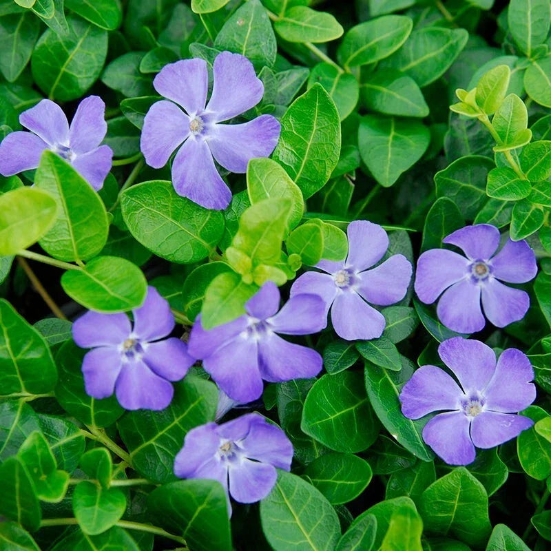 Vinca Minor Vine Potted Plant 4" | Periwinkle Groundcover | Easy to Grow | Vinca minor | Live Plant for Shade