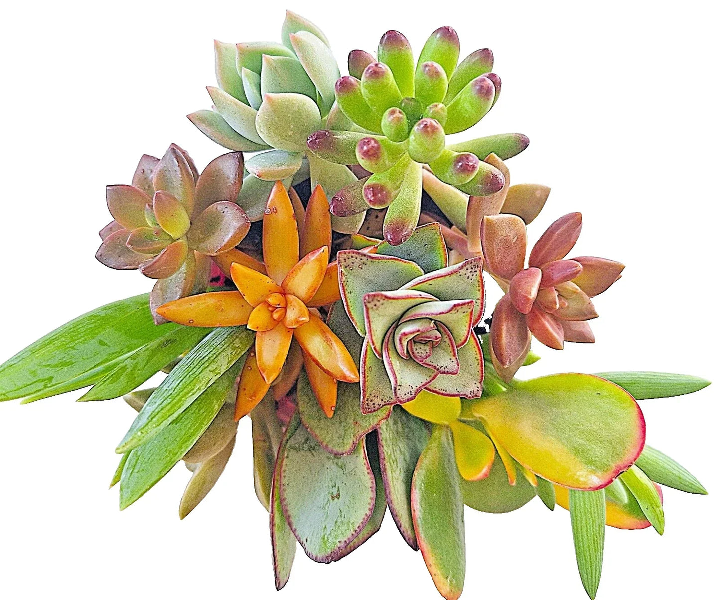 Large Succulent Cuttings 4-6" Mixed Varieties, 10 Healthy Easy Root Succulents, Various Types for DIY Planting
