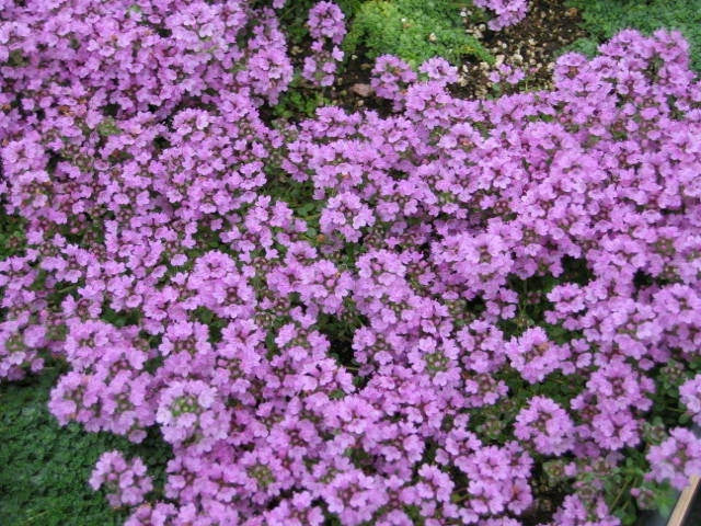 Creeping Thyme Seeds 500+ Purple Groundcover Perennial Herb Thymus serpyllum - Non-GMO, Low Maintenance