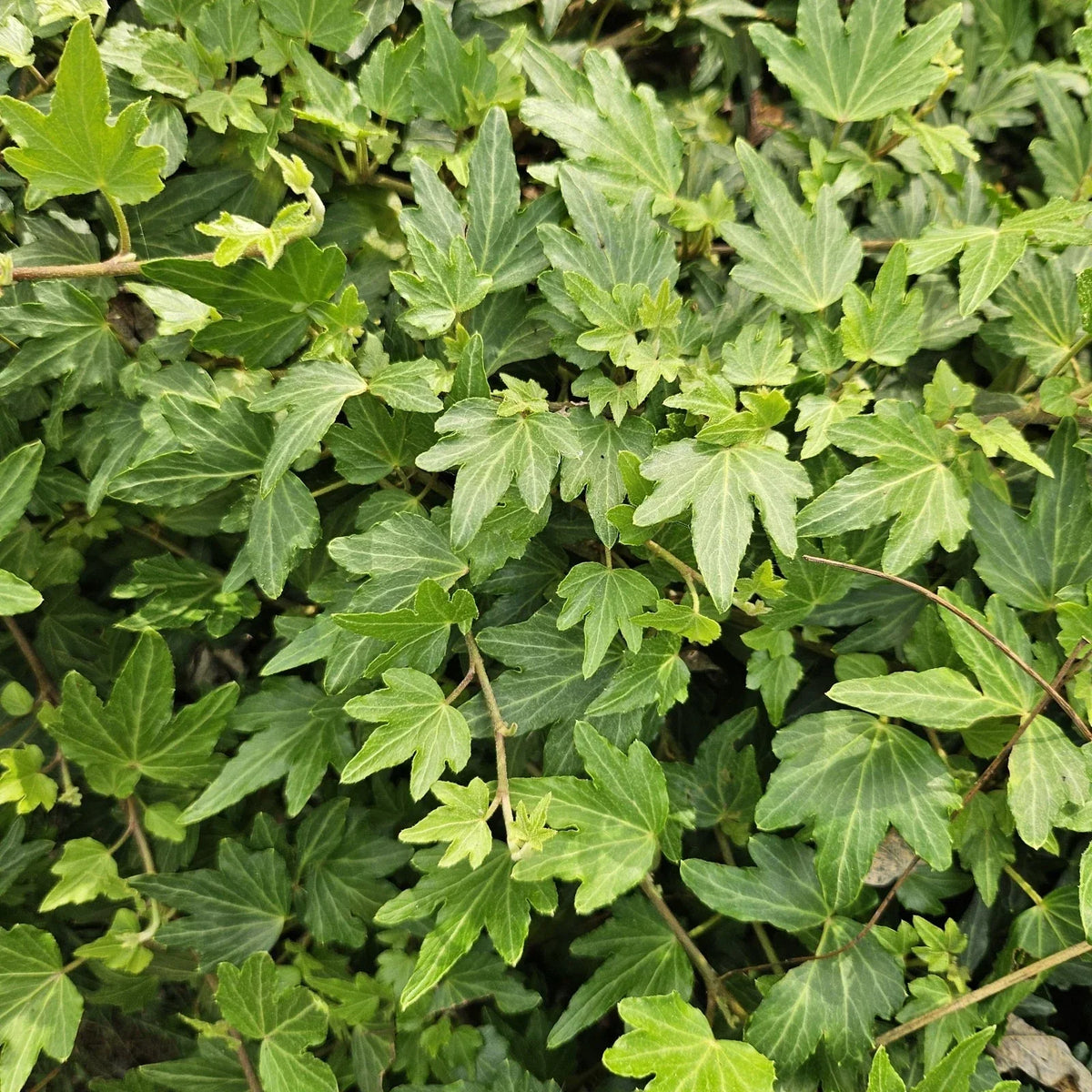 Live English Ivy Plant - Bare Roots Groundcover - Hedera Helix - Low Maintenance, Fast-Growing, Non-Toxic to Pets