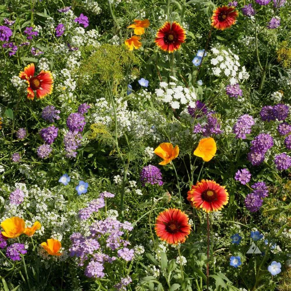 Wildflower Seeds Mix - 1000 Count Heirloom Pollinator Blend - Beneficial Insectary - Various Species