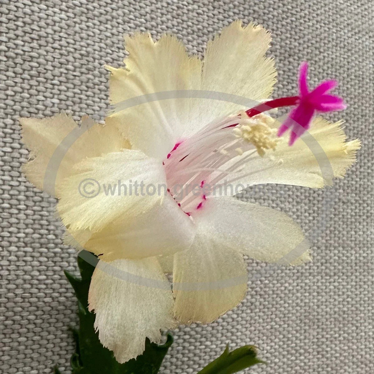 Thanksgiving Cactus Cuttings - Schlumbergera "CHELSEA" - No Roots - Pink Red White Blooms for Holiday Decor