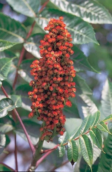 Smooth Sumac Seeds, 30 Count, Edible Berries, Drought-Tolerant Native Plant, Rhus Glabra, Ornamental Foliage