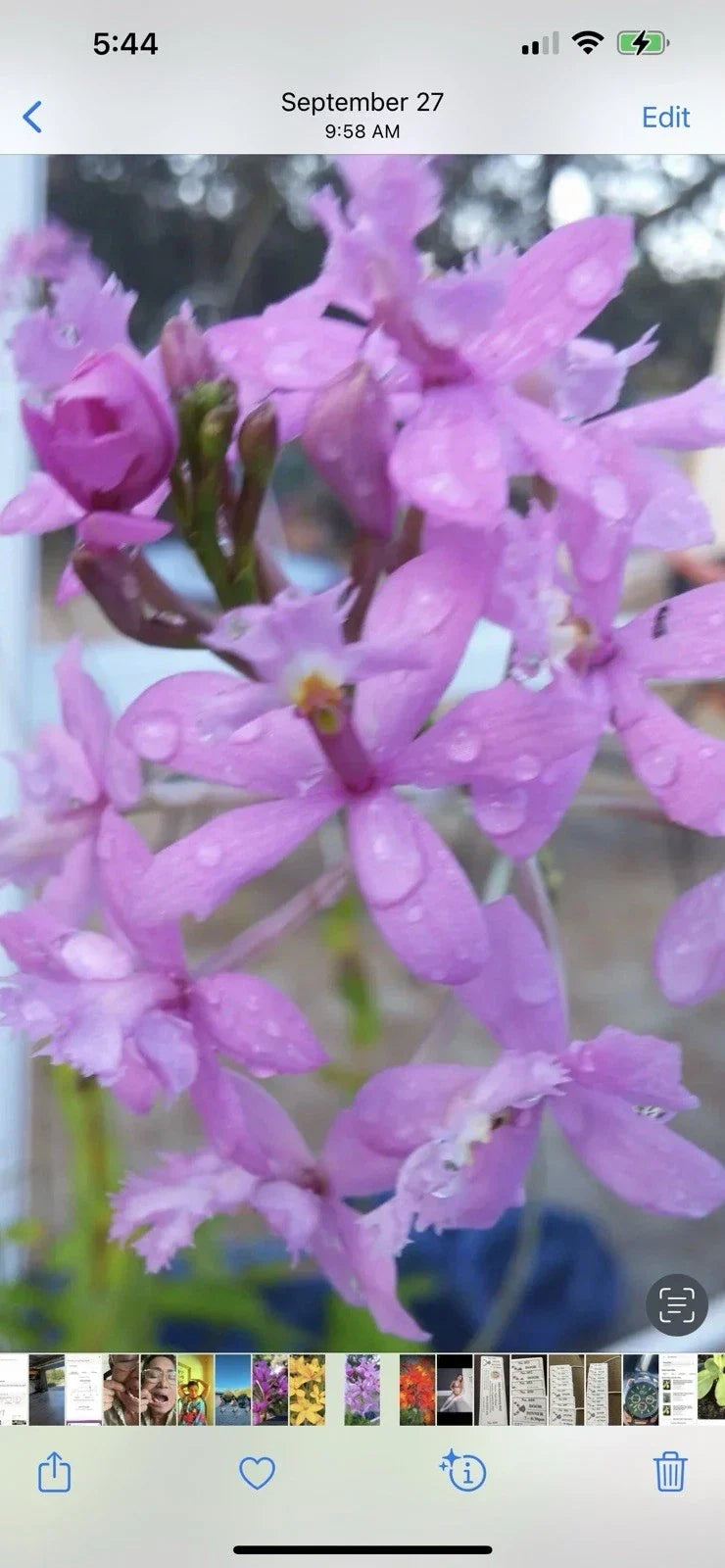 Rooted Epidendrum Orchids - Purple - 6 to 10 Inches - Epidendrum spp. - 5 Plants for Indoor/Outdoor Decor