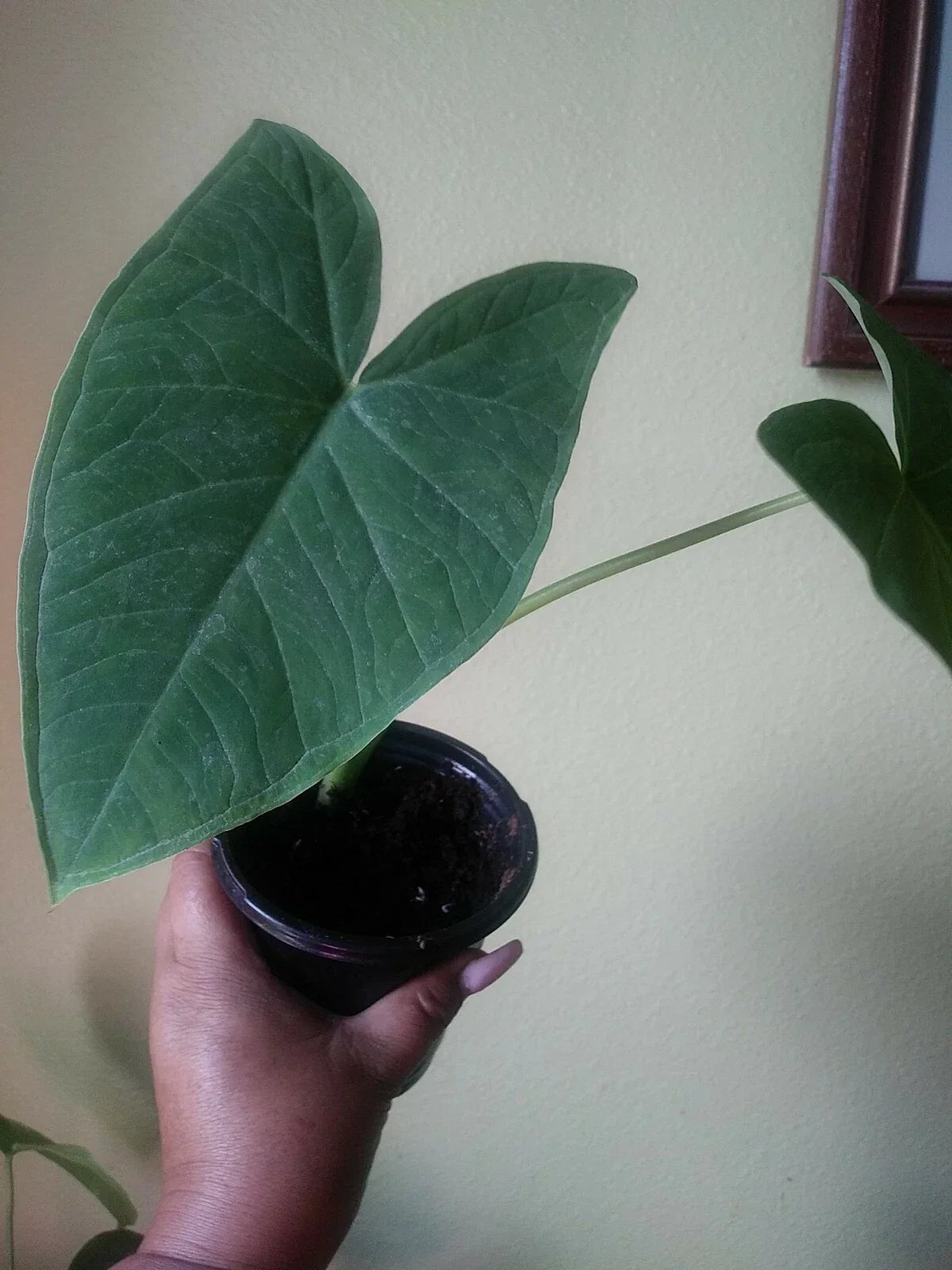 Giant Elephant Ear Plant - Organic Live 8oz Pot - Colocasia - Tropical Foliage for Home Décor - Indoor/Outdoor Houseplant
