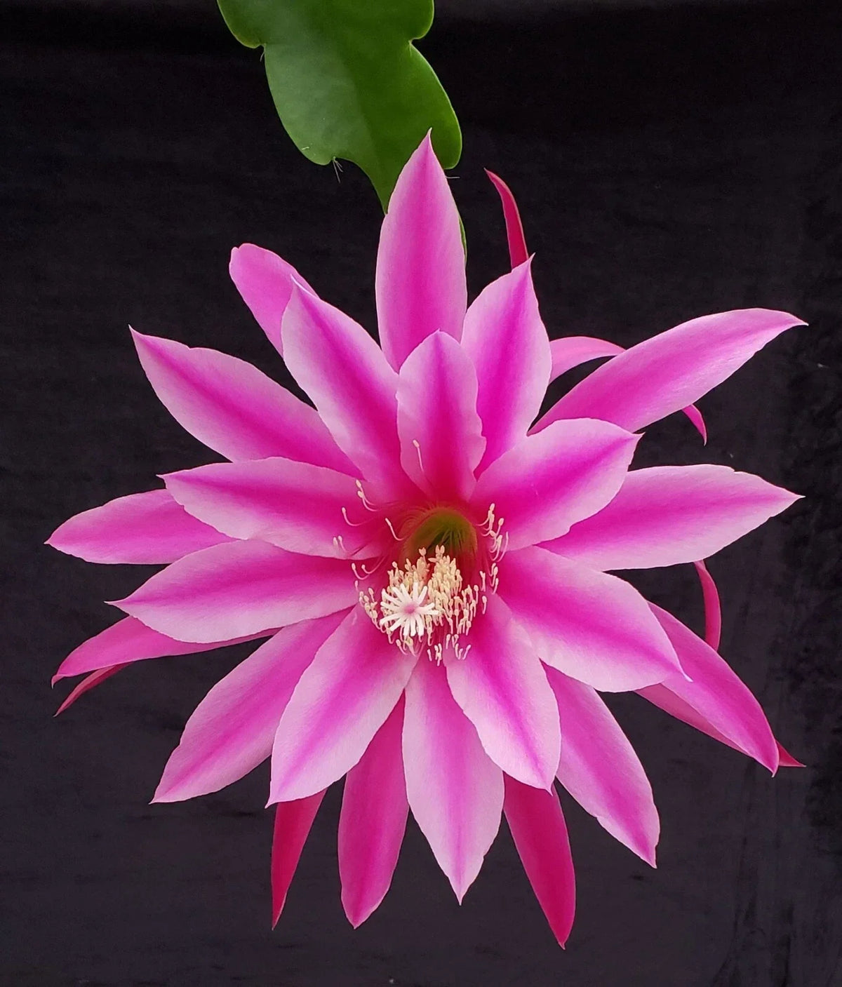 Orchid Cactus Rooted Cutting - Epiphyllum 'Beijing' - Rare Indoor Succulent - Unique Plant for Gardening