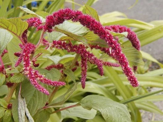 1155 Seeds Love Lies Bleeding Red Flowers Amaranthus caudatus Easy to Grow Garden Plant for Borders and Cut Flowers