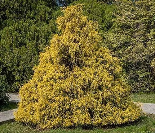 Weeping Cypress Pine Seeds - 25 Non-GMO Seeds - Hesperocyparis Funebris - Hardy, Drought-Resistant Tree for Landscaping