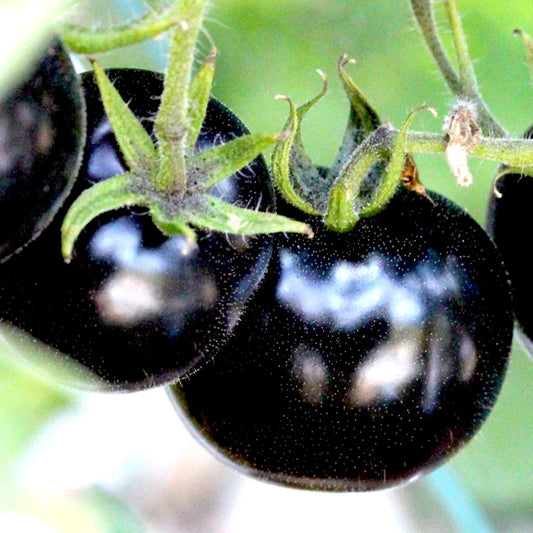 European Black Cherry Tomato Seeds - 75+ Heirloom, Non-GMO, Sweet & Tasty, Rare Variety - Perfect for Gardeners