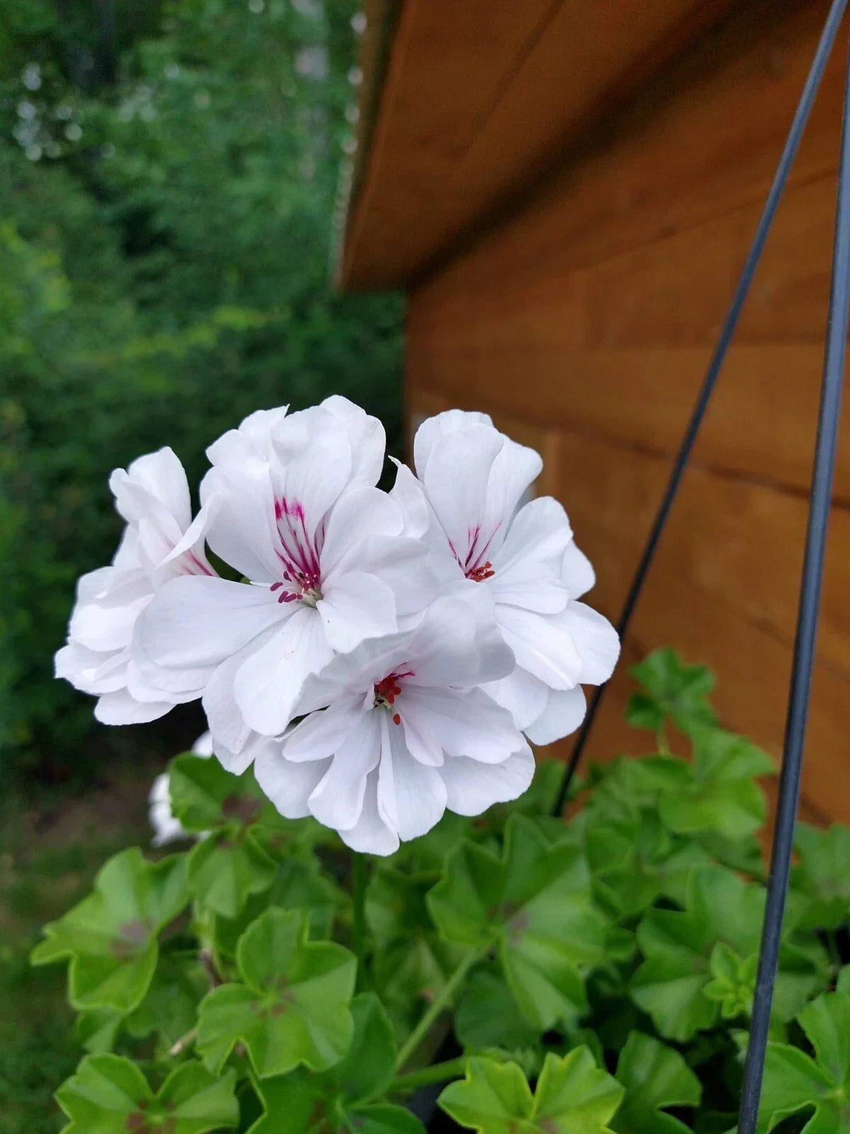 Ivy Geranium Live Plants 4 Baby Plugs White Pelargonium peltatum Heat Tolerant for Baskets & Containers