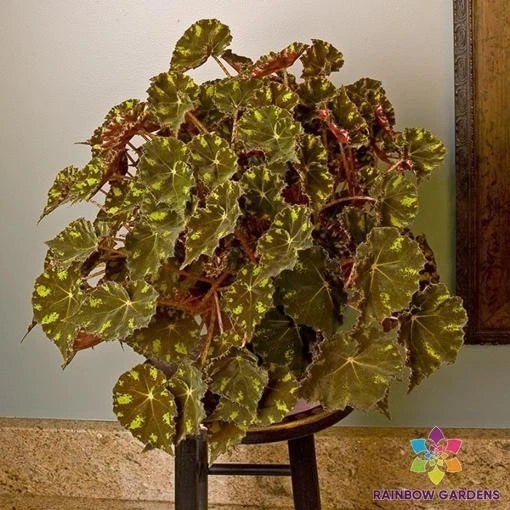 Kit Kat Begonia Seeds - 25+ Count - Easy Grow Indoor/Outdoor - Begonia rex - USA Grown, Free Shipping