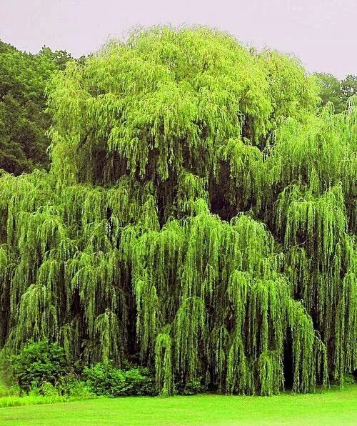 Weeping Willow Trees 4 Pack - Golden Arching Canopy - Salix babylonica - Starter Plants for Garden and Landscape