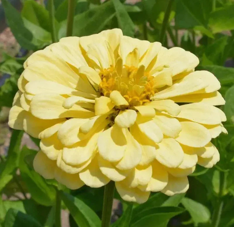 Zinnia Seeds 200 Count Isabellina Yellow Non-GMO for Butterflies & Hummingbirds, Zinnia elegans, Bright Yellow Blooms