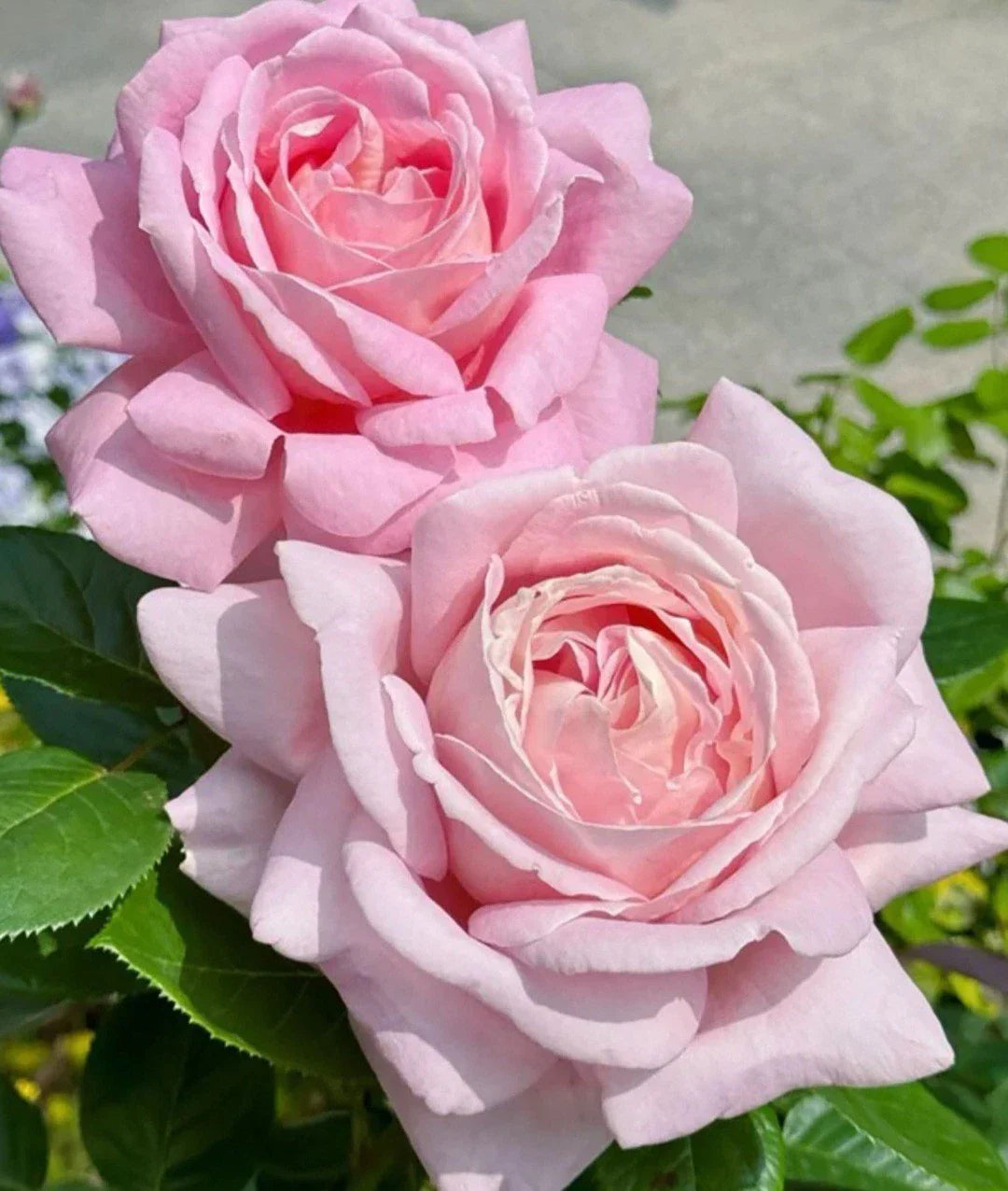 Light Pink Rose Cuttings - 3 Fresh Unrooted Cuttings 5-8" Long - Rosa spp. - Ideal for Planting and Propagation