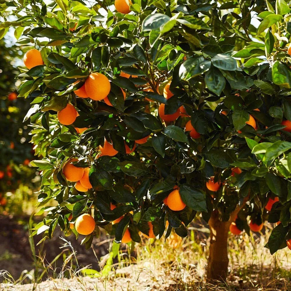 Sunkist Orange Cuttings 2X for Propagation - Citrus sinensis - Perfect for Home Gardening and Citrus Lovers