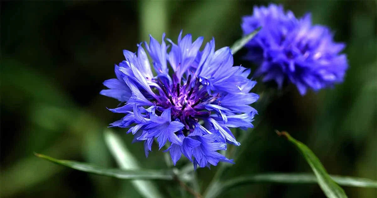 Tall Blue Cornflower Seeds, Bachelor Button Wildflower, Centaurea cyanus, Easy Growth, Attracts Pollinators, FREE SHIPPING