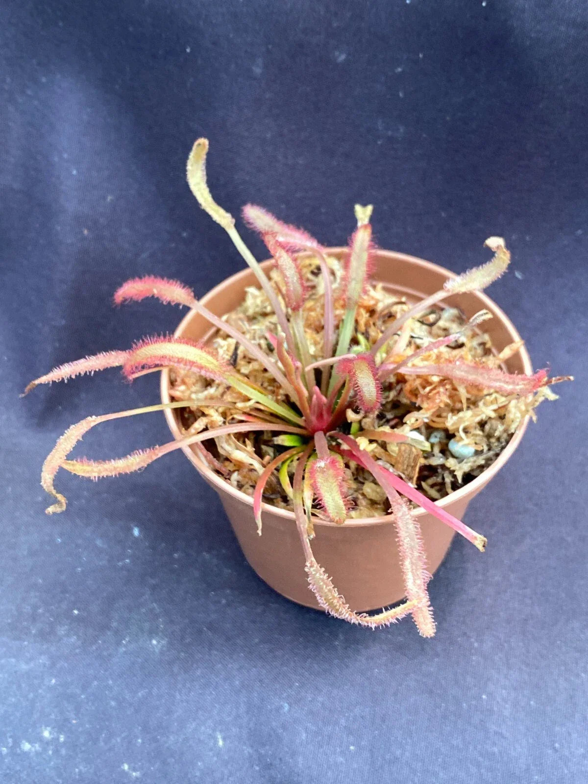Drosera capensis Dark Maroon Carnivorous Plant in 2.5" Pot - Cape Sundew, Exotic Insect-Catcher, Perfect for Plant Enthusiasts