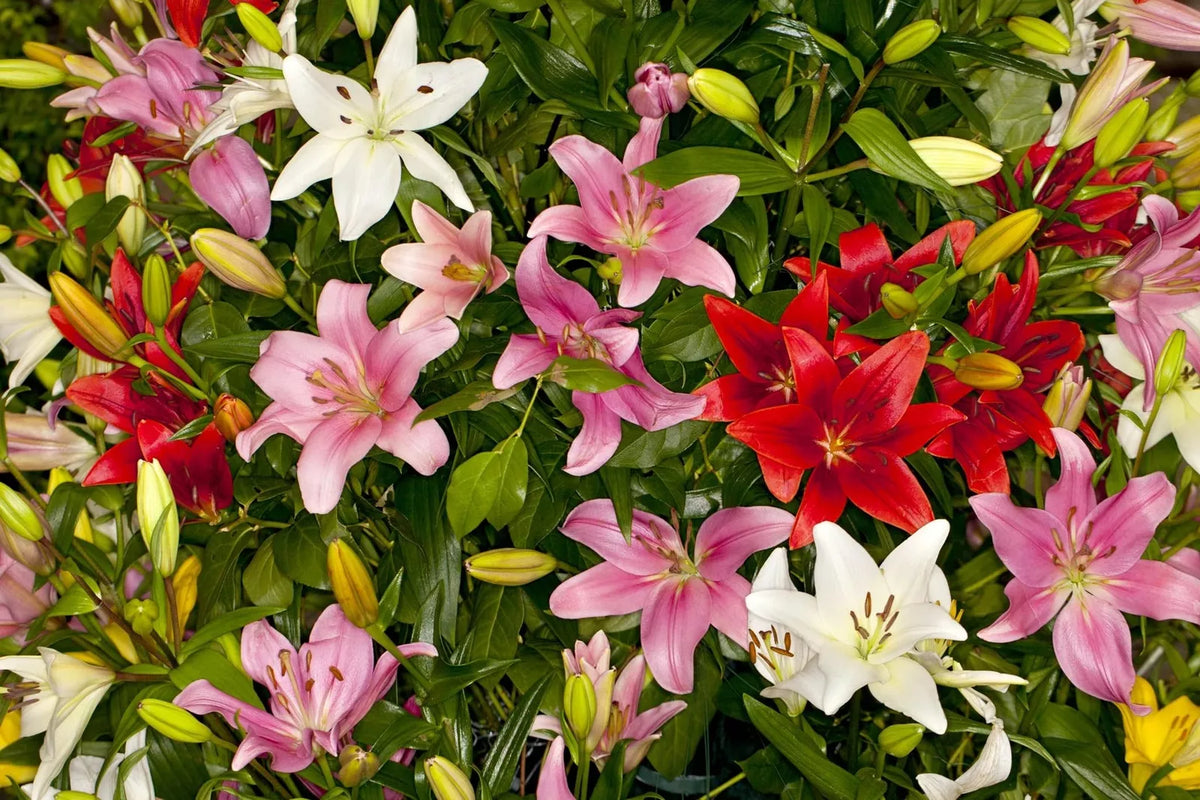 Asiatic Lily Bulbs - 6 Fresh Planting Bulbs, Easy to Grow, Lilium asiaticum, Vibrant Colors, Made in USA
