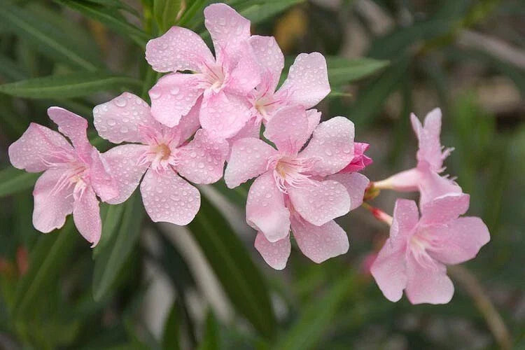 Nerium Oleander Seeds Bulk - 300 Count Pink Beauty Flower Seeds for Gardening - Nerium oleander