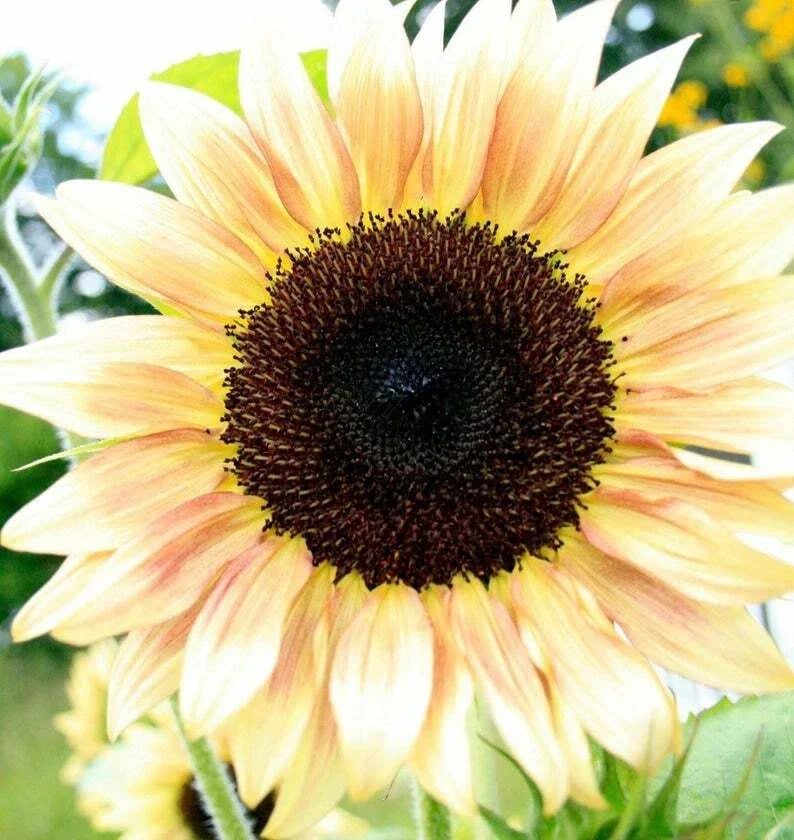 Peach Passion Sunflower Seeds - 25 Perennial Flower Seeds - Helianthus annuus 'Peach Passion' - Bright Peach Blooms for Garden
