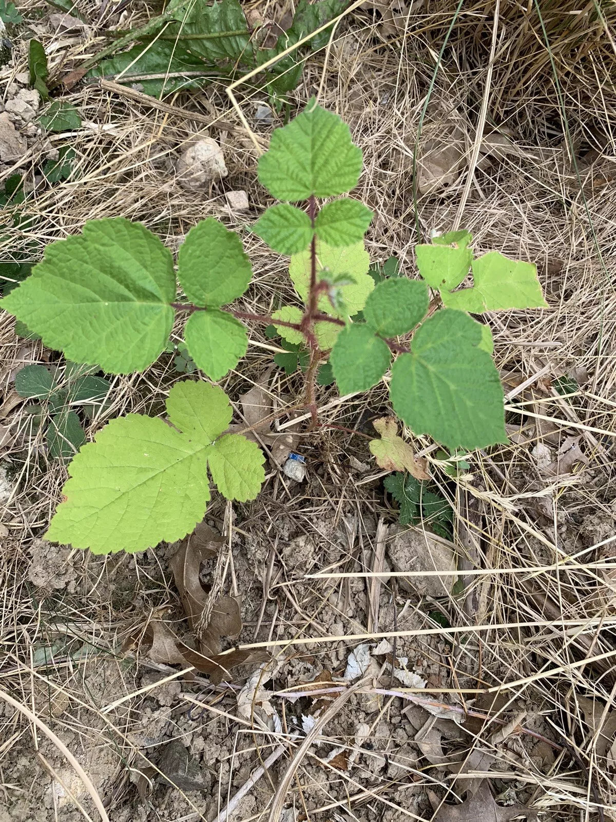Wild Wineberry Bush Seedlings - 2 Bare Root Fruiting Plants (Rubus phoenicolasius) - Sweet Berries for Home Garden