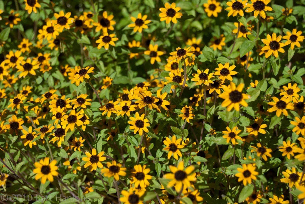 Creeping Zinnia Seeds 150 Count - Low Groundcover - Zinnia angustifolia - Drought-Tolerant Flowers - GroCo USA