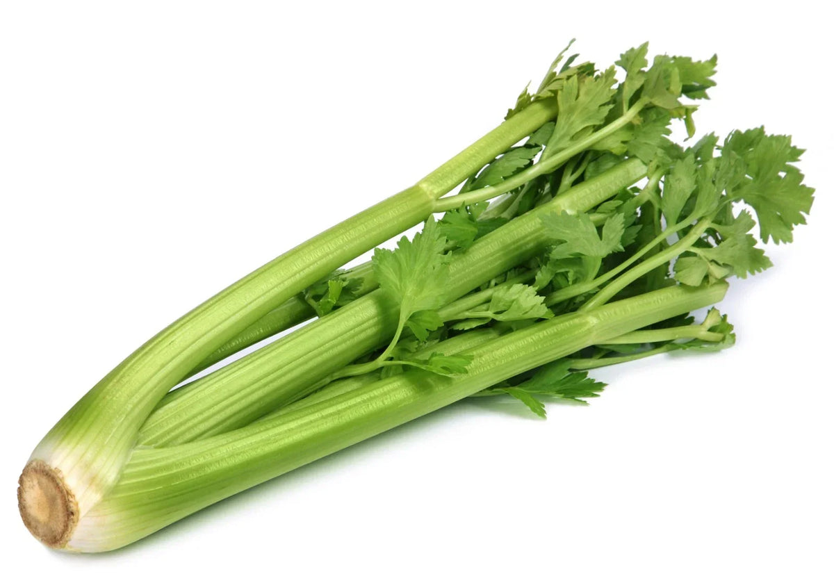 Utah Celery Seeds | Non-GMO Heirloom | Apium graveolens var. dulce | 300 Seeds for Gardening