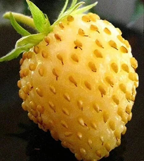 Yellow Alpine Strawberry Seeds - 50 Non-GMO Seeds for Planting - Fragaria vesca, Sweet Yellow Berries for Home Gardening