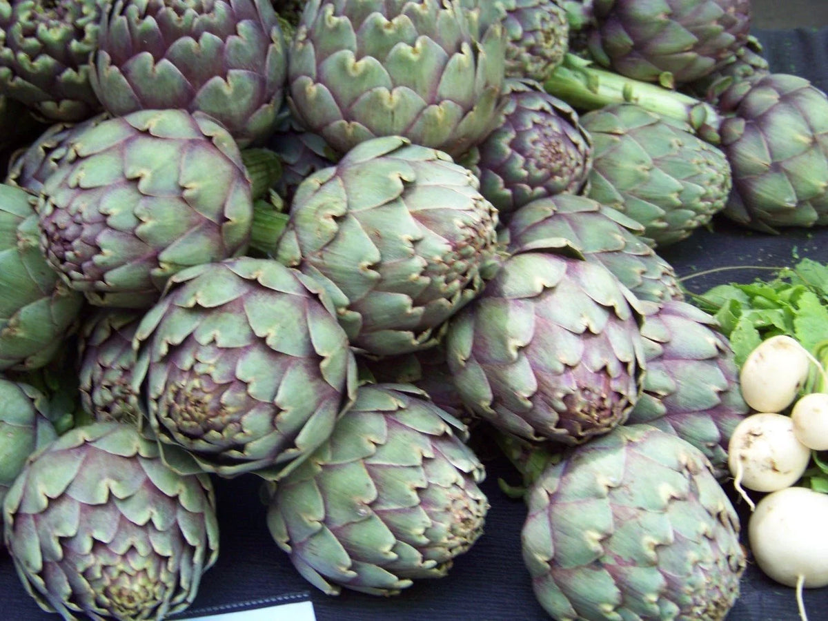Artichoke Seeds 40 Pack - Green Globe Heirloom Non-GMO - Cynara scolymus - Ideal for Home Gardening and Container Planting