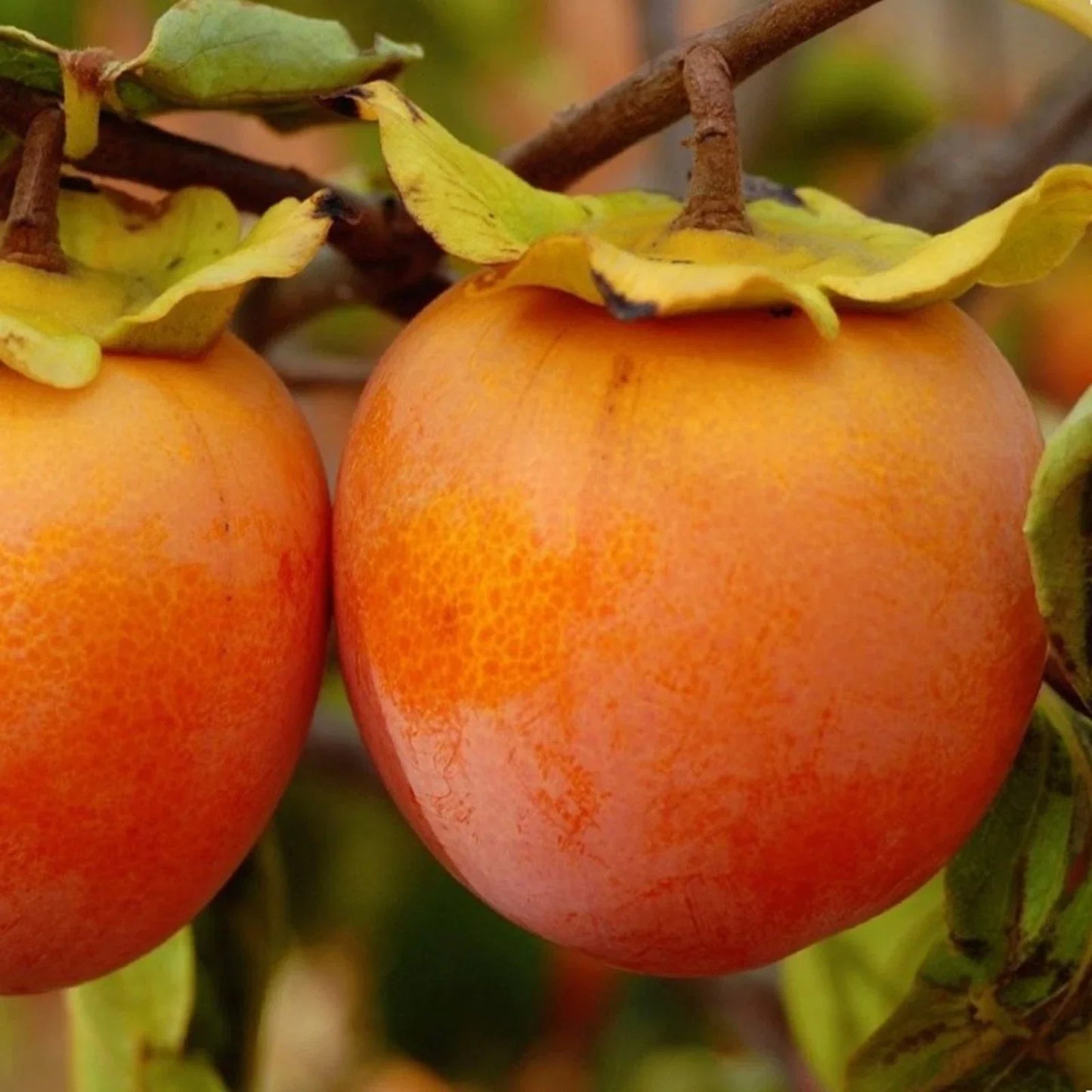 Persimmon Tree 1 ft Bare Root Diospyros virginiana for Food Forest Gardening - Not Shippable to CA, PR, HI