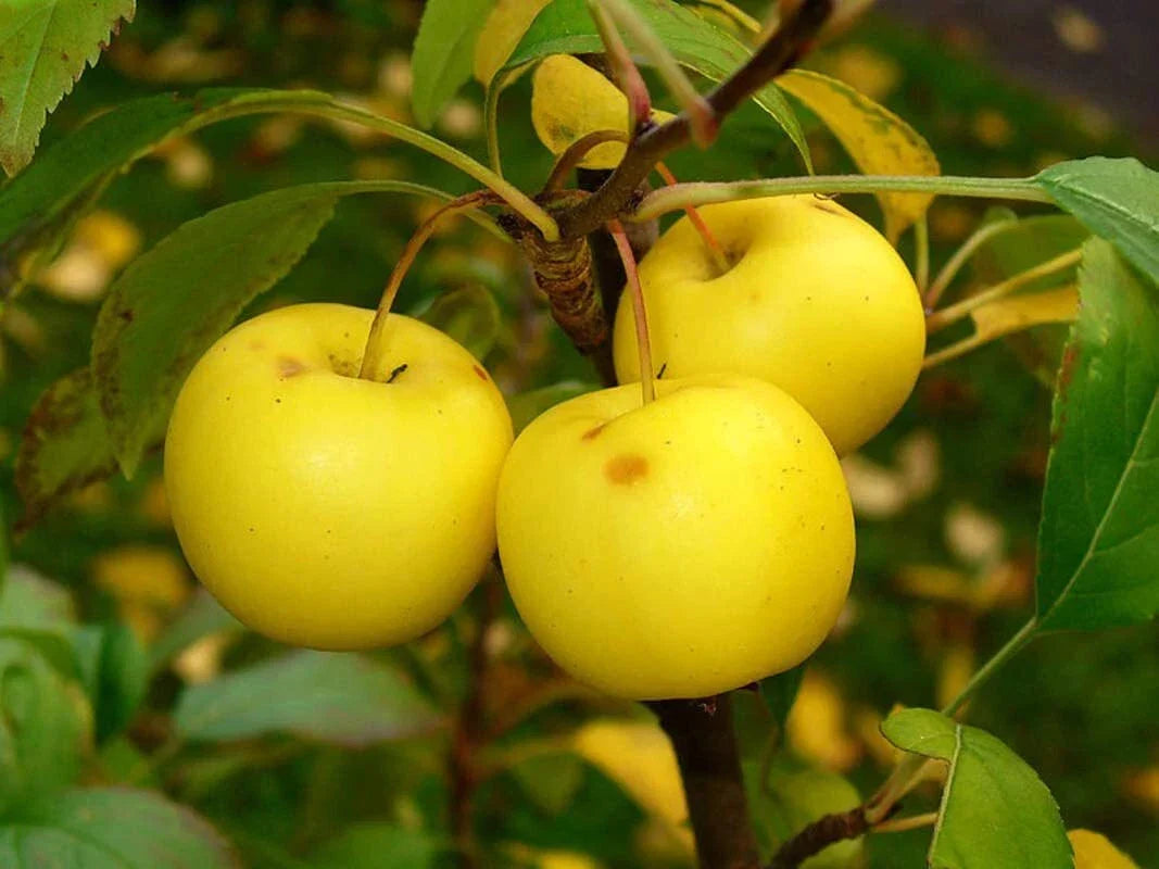 European Crab Apple Seeds 30 Count Malus Sylvestris Hardy Fruit Tree Seeds Ornamental Garden Planting