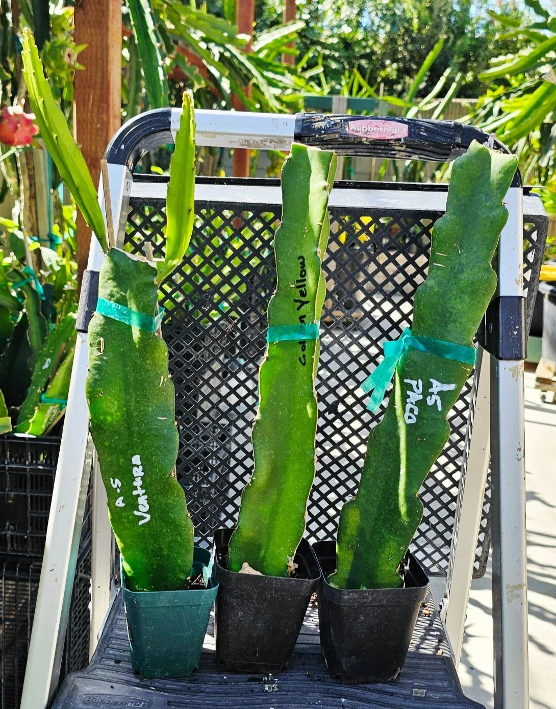Rooted Dragon Fruit Cuttings - 12 to 16 Inches - 20+ Varieties - Hylocereus spp. - Exotic Indoor/Outdoor Cactus Plant