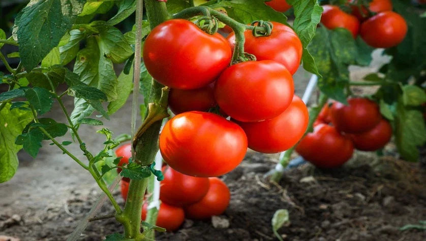 Jersey Tomato Seeds - 30+ Organic Beefsteak Heirloom - Solanum lycopersicum - NON-GMO Vegetable Seeds for Home Gardening