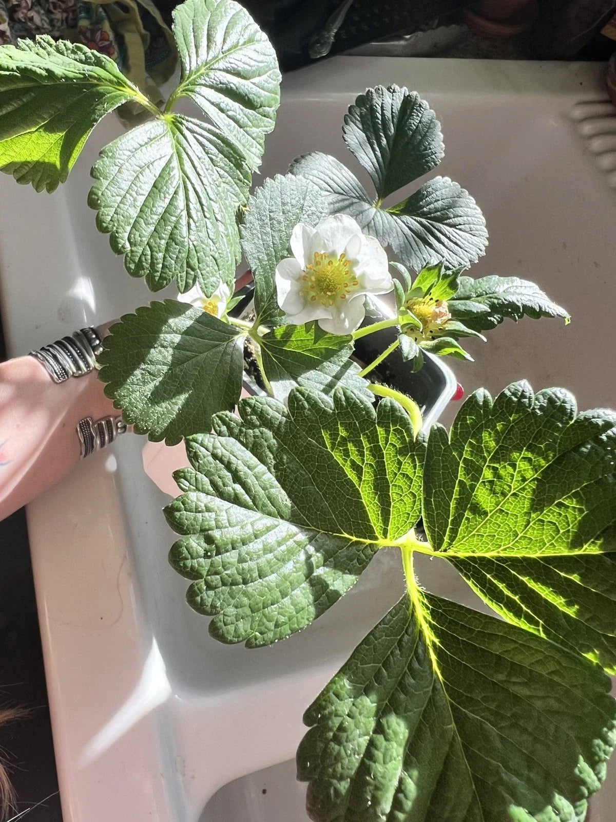 Seascape Strawberry Seeds - 100 Count, Heat-Tolerant Organic Berries, Fragaria × ananassa, Perennial Garden Plant