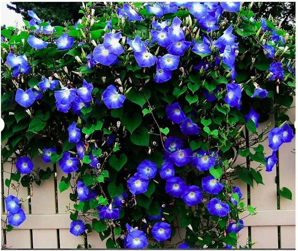 Morning Glory Seeds - 100 Count Packet - Blue/White Varieties - Ipomoea tricolor - Climbing Flowering Vine for Garden